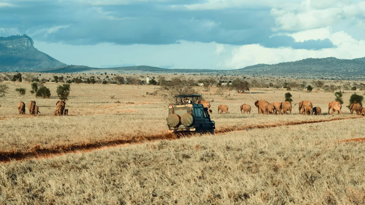 Elephant herd on safari near Victoria Falls