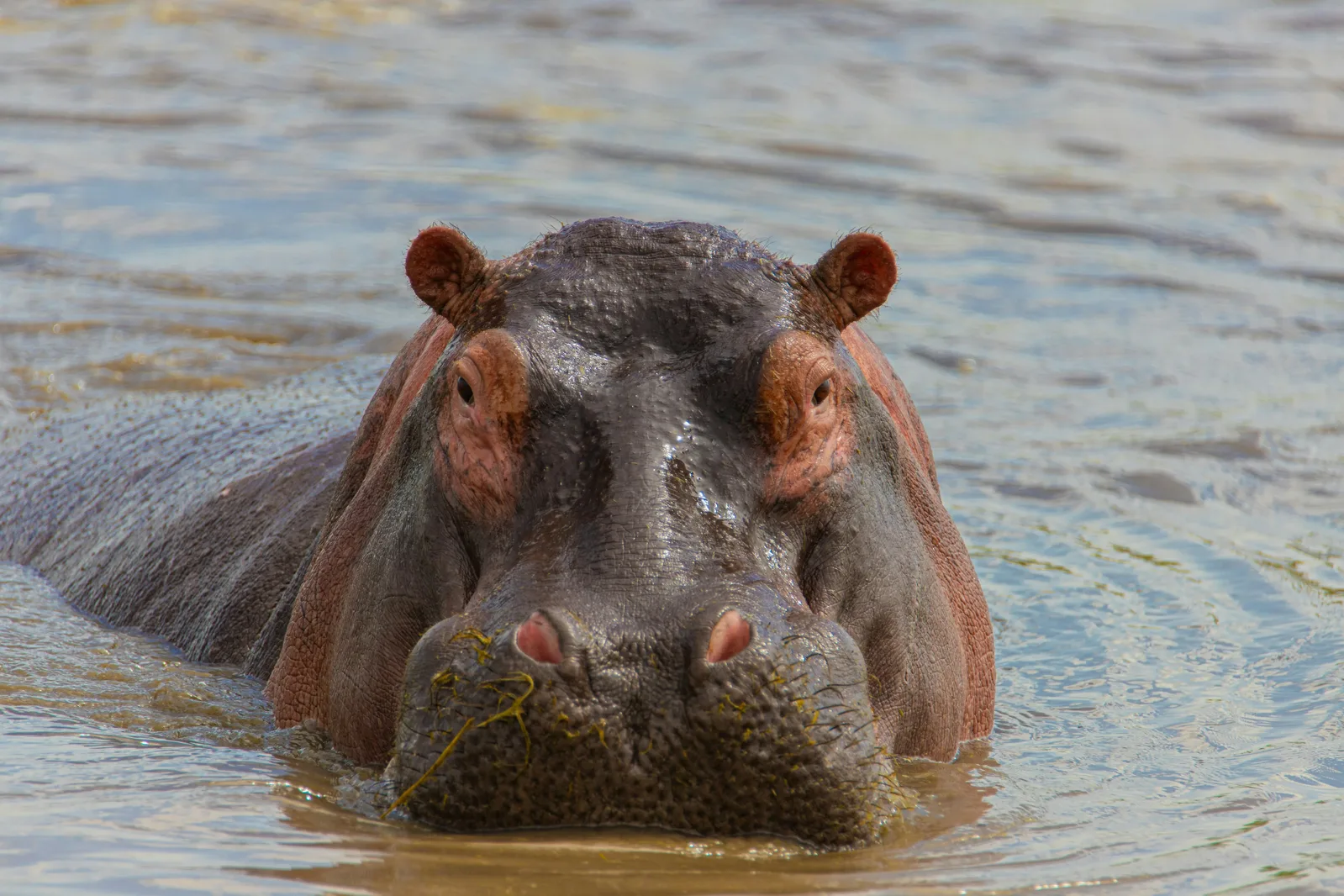 Elephant near a Victoria Falls area waterhole