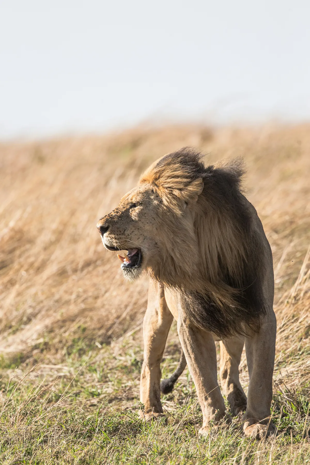 Male lion in the grasslands near Victoria Falls
