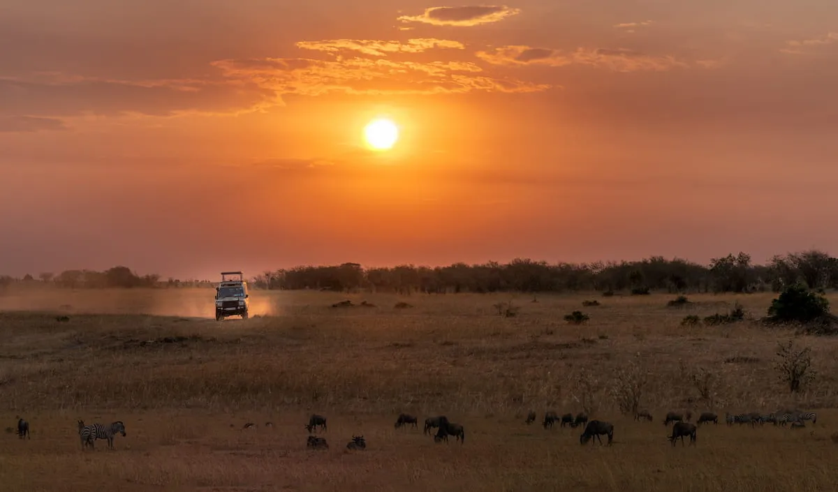 Safari game drive at sunset